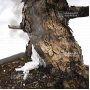 PT pinus pentaphylla 18020225