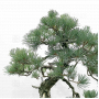 PT Pinus pentaphylla 23090224