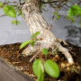VENDU carpinus turczaninowii ref :05050236