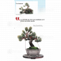 BONSAI FOCUS N° 127