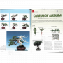 BONSAI FOCUS N° 128