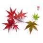 Acer palmatum DESHOJO en godet