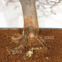 VENDU Acer buergerianum ref :21020253