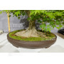 acer palmatum 150525