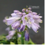 Hosta school mouse