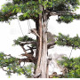 Juniperus rigida 20070251
