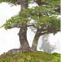 picea  jezoensis 28070252