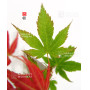 acer palmatum seigen  ref : 23070253