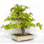 pseudocamelia japonica 23070254