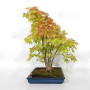 Acer palmatum ref: 24070251