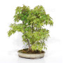 Acer palmatum ref: 24070252