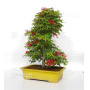 acer palmatum deshojo 24070253