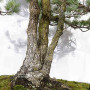 pinus pentaphylla 120202510