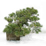 pinus pentaphylla 12020259