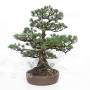 Pinus pentaphylla ref: 21020258