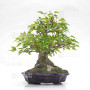 acer buergerianum ref: 25090252