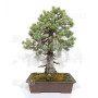 pinus pentaphylla ref: 25090254