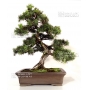 Mini bonsai N°8 genevrier rigida K. Gun
