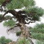 PINUS PENTAPHYLLA 16120256