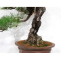 Pinus thunbergii ref: 28070262