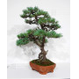 PINUS PENTAPHYLLA ref: 28070261