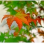 Graines d'acer palmatum