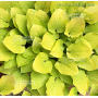 Hosta Fire island