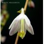 Hosta Marrakesh
