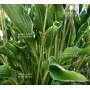 Hosta Praying hands