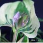 Hosta Blue ivory