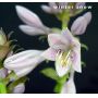 Hosta Winter snow