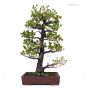 PLUS TPin a 5 aiguilles du japon ref: 0411124