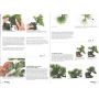 BONSAI FOCUS N° 69
