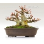 Mini bonsai N°7 érables de burger K Gun