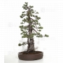 VENDU Pinus pentaphylla du Japon ref : 03070171