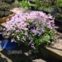 thalictrum kiusianum pot 1 litre