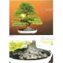 BONSAI FOCUS N° 89