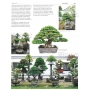 BONSAI FOCUS N° 93