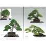 BONSAI FOCUS N° 95