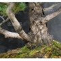 vendu Pinus pentaphylla du Japon ref : 19110171