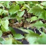 VENDU Ulmus parvifolia yuzen 3030186