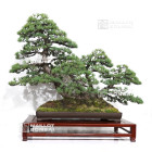 Exposition vente aux journées des plantes de Chantilly