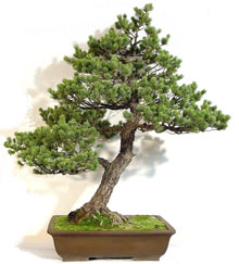 Bonsai