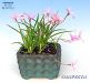 rhodohypoxis