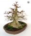 rempotage-acer-buergerianum-souche