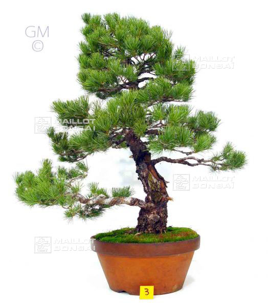 mise-en-forme-pinus-pentaphylla