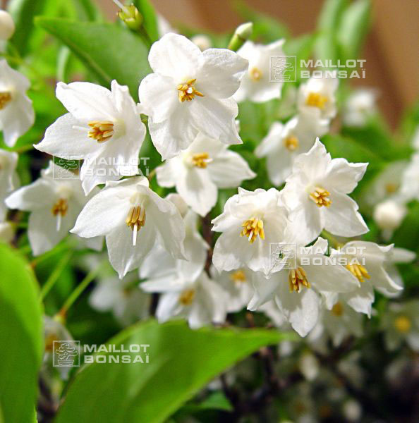 arrivage-de-printemps-styrax-japonica