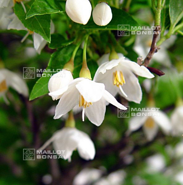 arrivage-de-printemps-styrax-japonica