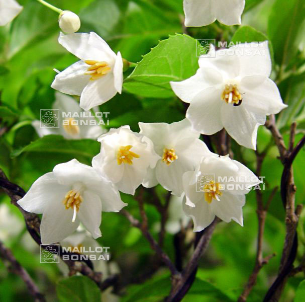 arrivage-de-printemps-styrax-japonica