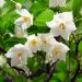 arrivage-de-printemps-styrax-japonica